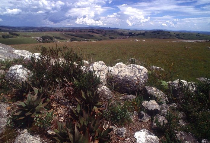 Nyika Plateau Malawi