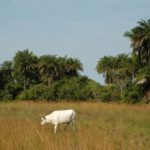 Ilha Orango Bijagos Guinee-Bisau