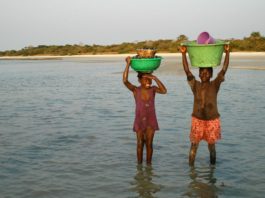 Zeldzame zoutwater nijlpaarden op Orango Ilha Orango Bijagos Guinee-Bisau