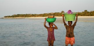 Zeldzame zoutwater nijlpaarden op Orango Ilha Orango Bijagos Guinee-Bisau