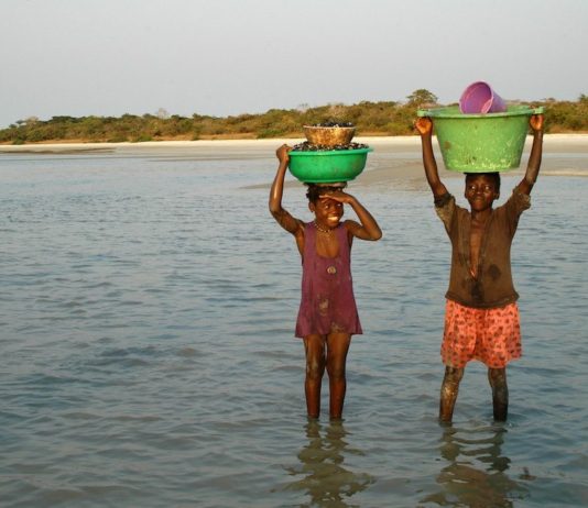 Zeldzame zoutwater nijlpaarden op Orango Ilha Orango Bijagos Guinee-Bisau