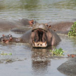Ilha Orango Bijagos Guinee-Bisau