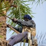 Palm Wine Niafrang Casamance Senegal
