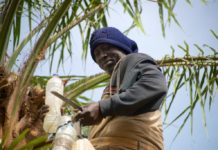 Palmwijn, de favoriete drank van West Afrika Palm Wine Niafrang Casamance Senegal
