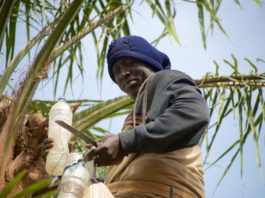 Palmwijn, de favoriete drank van West Afrika Palm Wine Niafrang Casamance Senegal