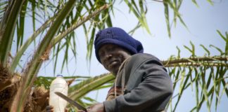 Palmwijn, de favoriete drank van West Afrika Palm Wine Niafrang Casamance Senegal