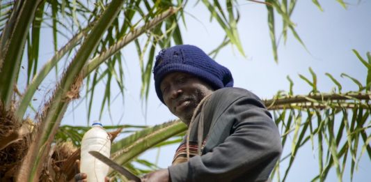 Palmwijn, de favoriete drank van West Afrika Palm Wine Niafrang Casamance Senegal