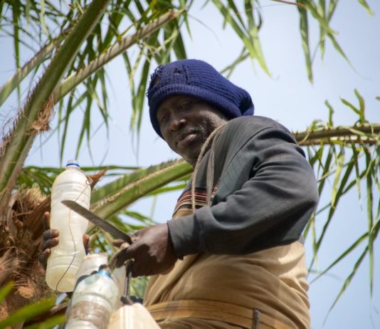Palmwijn, de favoriete drank van West Afrika Palm Wine Niafrang Casamance Senegal