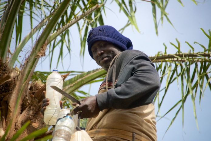 Palm Wine Niafrang Casamance Senegal