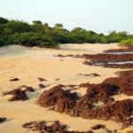 nationaal park Poilao Guinee-Bissau