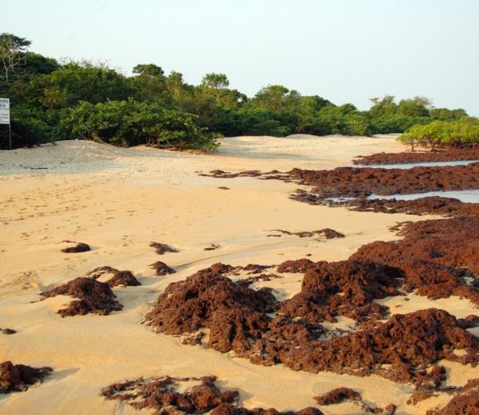 Zie schildpadden eieren leggen op Poilão nationaal park Poilao Guinee-Bissau
