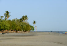 Zeekoeien bij Pointe Saint-Georges Zeekoeien Pointe Saint-Georges