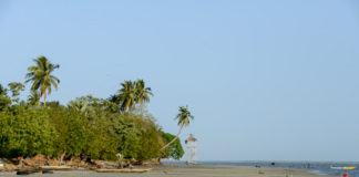 Zeekoeien bij Pointe Saint-Georges Zeekoeien Pointe Saint-Georges