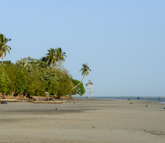 Zeekoeien bij Pointe Saint-Georges Zeekoeien Pointe Saint-Georges