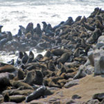 Skeleton Coast Namibië