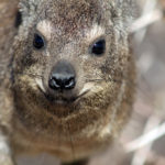 Dassie Augrabies Zuid Afrika