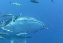 Op zoek naar walvishaaien in Tofo Walvishaai Tofo Mozambique