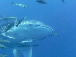 Op zoek naar walvishaaien in Tofo Walvishaai Tofo Mozambique