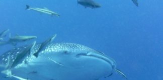 Op zoek naar walvishaaien in Tofo Walvishaai Tofo Mozambique