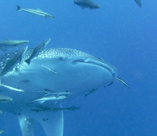 Op zoek naar walvishaaien in Tofo Walvishaai Tofo Mozambique