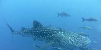 Reuzenmanta’s en walvishaaien worden nu wettelijk beschermd in Mozambique Walvishaai Tofo Mozambique