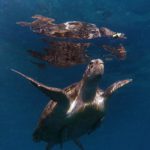 Schildpad Tofo Mozambique
