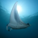 Manta Tofo Mozambique