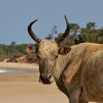 Strand Varela Guinee-Bissau