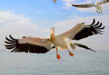 Oesters en champagne in Walvisbaai Walvisbaai Namibië