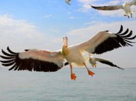 Oesters en champagne in Walvisbaai Walvisbaai Namibië