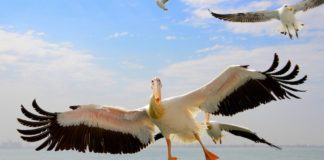Oesters en champagne in Walvisbaai Walvisbaai Namibië