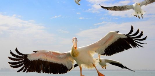 Oesters en champagne in Walvisbaai Walvisbaai Namibië