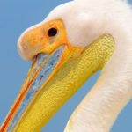 Pelikaan Walvisbaai Namibië