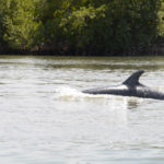 Dolfijnen in de Casamance rivier bij Ziguinchor