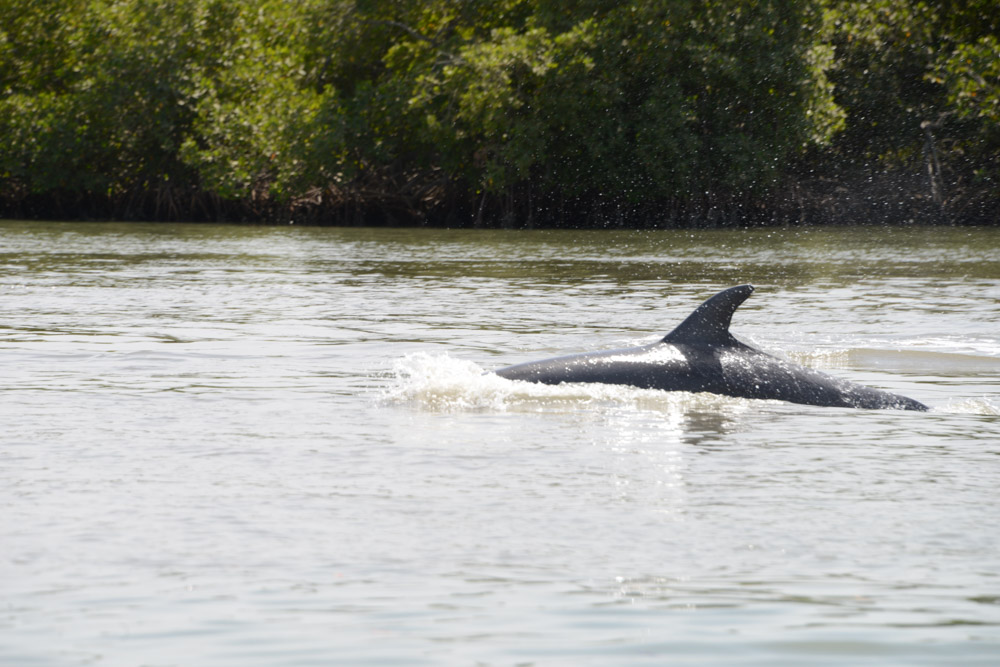 Dolfijnen in de Casamance rivier bij Ziguinchor