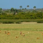 niokolo koba nationaal park Senegal