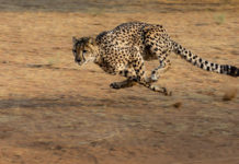 Zes cheeta’s voor North Luangwa Cheeta Kalahari Botswana