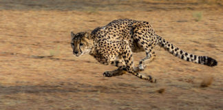 Zes cheeta’s voor North Luangwa Cheeta Kalahari Botswana