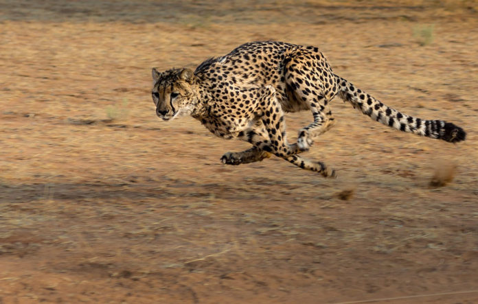 Cheeta Kalahari Botswana Cheeta Kalahari Botswana