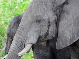 Chobe heeft de grootste olifanten populatie van Afrika olifanten Chobe Botswana