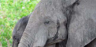 Botswana laat jacht op olifanten weer toe olifanten Chobe Botswana