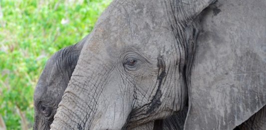 Chobe heeft de grootste olifanten populatie van Afrika olifanten Chobe Botswana