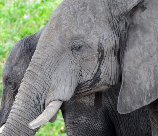 Chobe heeft de grootste olifanten populatie van Afrika olifanten Chobe Botswana