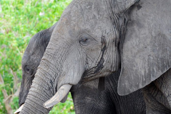olifanten Chobe Botswana