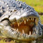 Krokodil Chobe rivier Botswana
