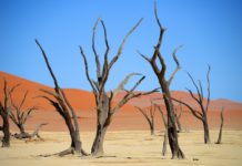 De Dodevlei, het mooiste landschap van Namibië? Dodevlei Deadvlei Namibië