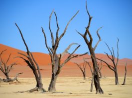 De Dodevlei, het mooiste landschap van Namibië? Dodevlei Deadvlei Namibië