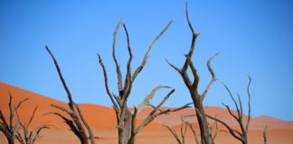 De Dodevlei, het mooiste landschap van Namibië? Dodevlei Deadvlei Namibië
