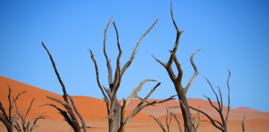 De Dodevlei, het mooiste landschap van Namibië? Dodevlei Deadvlei Namibië