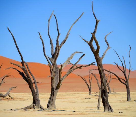 De Dodevlei, het mooiste landschap van Namibië? Dodevlei Deadvlei Namibië